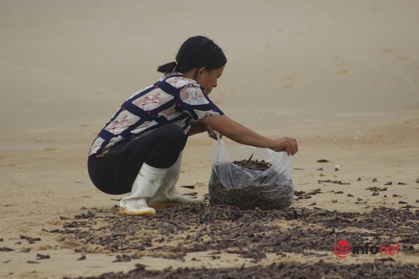 Quảng Bình: Ốc biển dạt vào bờ chất đống sau bão, dân rủ nhau nhặt về ăn
