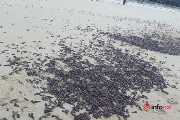 Quảng Bình: Ốc biển dạt vào bờ chất đống sau bão, dân rủ nhau nhặt về ăn
