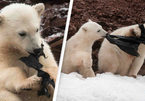 Gấu Bắc Cực đói ăn giành nhau túi nhựa bẩn