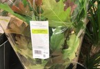 Sự thật về lá mùa thu có giá cắt cổ trong siêu thị Anh