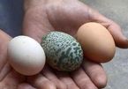 Gà đẻ trứng xanh kỳ lạ ở Trung Quốc