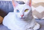 Mèo hai màu mắt, chân nhiều ngón dị thường nổi tiếng khắp 'cõi mạng'