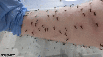 Lý do đằng sau bức ảnh muỗi chi chít hút no máu trên cánh tay người