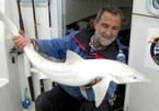 Lần đầu tiên cá mập bạch tạng xuất hiện ở Anh
