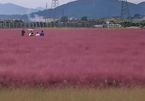 Lạ mắt với cánh đồng cỏ hồng hút khách du lịch