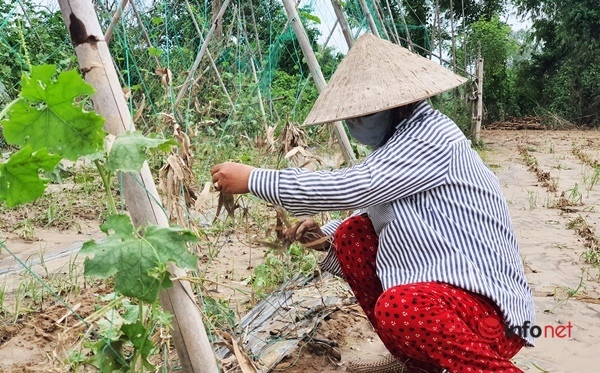 Quảng Nam: Khóc ròng trên vùng rau sau mưa lũ
