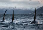 Bí ẩn về những cuộc tấn công tàu thuyền kinh hoàng của cá voi sát thủ
