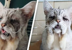 Gặp gỡ con mèo sở hữu gương mặt buồn chán nhất thế giới