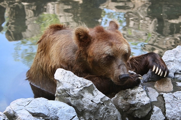 gấu tấn công người,động vật hoang dã
