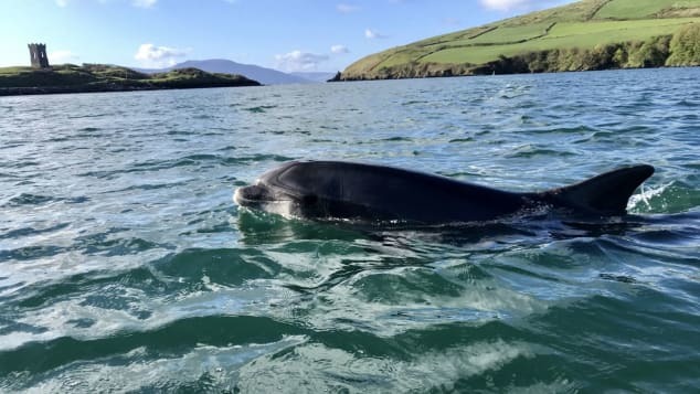 Sự biến mất bí ấn của cá heo nổi tiếng ở Ireland