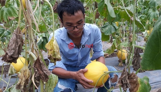 Trồng giống dưa có tên