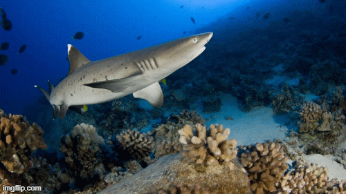 Đi chơi khu nghỉ dưỡng Ai Cập, du khách bất ngờ bị cá mập tấn công