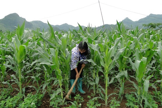 Lai Châu: Phát triển bền vững nhờ tái cơ cấu nông nghiệp