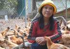 Bà chủ trang trại gà ri vi sinh 'độc nhất vô nhị' cho gà ăn thảo dược, bán giá gấp đôi vẫn cháy hàng
