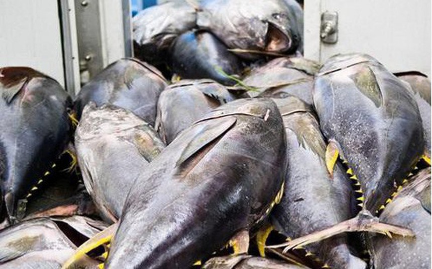EVFTA thúc đẩy xuất khẩu cá ngừ sang Italy tăng trưởng ngoạn mục