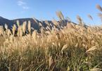 Vẻ đẹp mùa thu Nhật Bản với đồi cỏ lau đẹp lịm tim