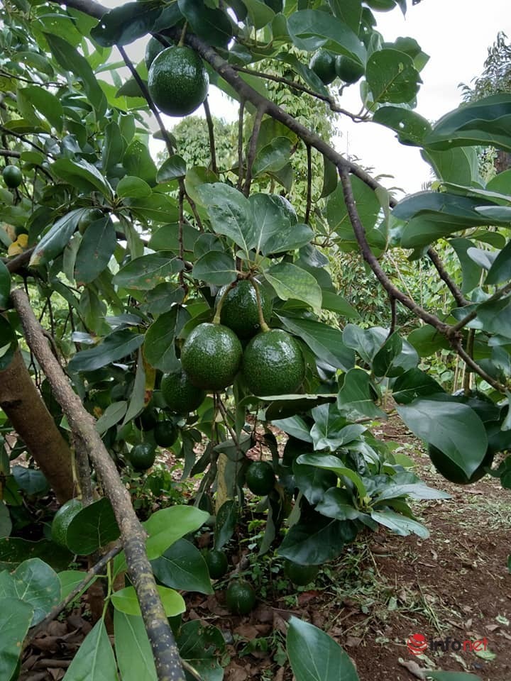 Đắk Lắk: Giảm nghèo bền vững nhờ trồng bơ xen canh với cà phê, hồ tiêu