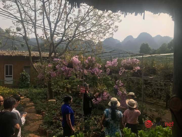 Sơn La: Nhiều hộ đồng bào dân tộc giảm nghèo nhờ trồng lan