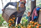 Đưa giống cam nổi tiếng ở Hòa Bình về trồng, dân Cao Sơn "đổi đời" thu hàng chục triệu đồng