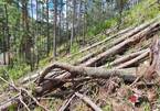 Hàng trăm cây thông cổ bị 'tàn sát' ở Lâm Đồng: Tìm thủ phạm, làm rõ trách nhiệm người quản lý