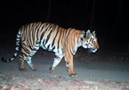 Hổ Ấn Độ vượt hành trình dài kỷ lục hàng nghìn km để tìm bạn tình