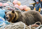 Nhật Bản đau đầu trước nạn gấu dữ tấn công người dân