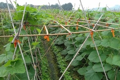 Huyện Việt Yên phát triển nông nghiệp bền vững ứng dụng công nghệ cao
