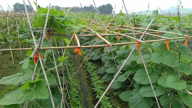 Huyện Việt Yên phát triển nông nghiệp bền vững ứng dụng công nghệ cao