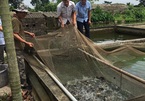 Nuôi cá rô đồng từ vùng đất bỏ hoang, nông dân Thái Bình thu tiền tỷ