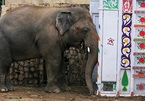 Chú voi ‘cô độc nhất thế giới’ lần đầu tiên giao tiếp với đồng loại sau 8 năm
