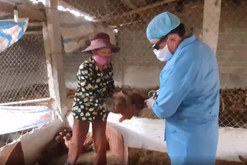Vĩnh Phúc: Tam Đảo chủ động ngăn chặn dịch cúm gia cầm