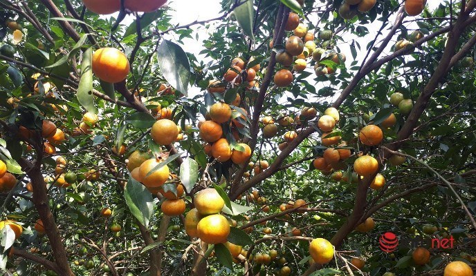 Người dân Cao Phong thoát nghèo nhờ trồng cam đặc sản