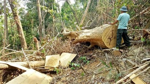 Rừng Ea Kar tan hoang vì nạn khai thác gỗ trái phép: Bắt thêm một cán bộ nghỉ hưu