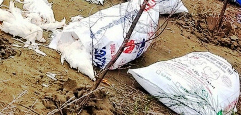Nghệ An: Hàng chục bao tải gà chết vứt la liệt trên bờ biển
