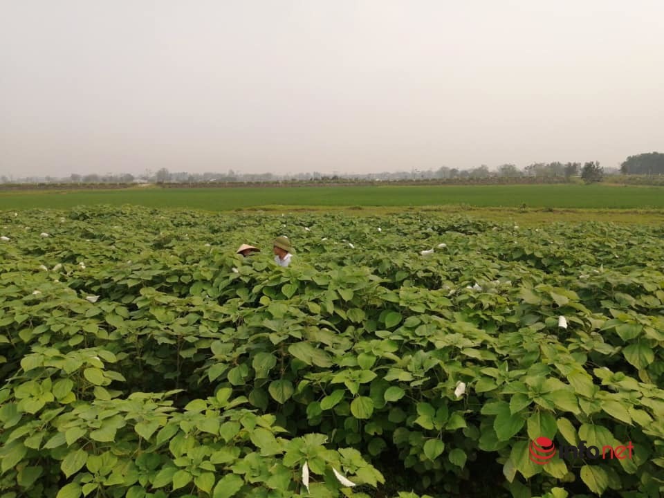 Giảm nghèo nhờ mô hình trồng cây gai xanh tại Ba Vì, Hà Nội