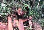 Quảng Bình: Tạm giữ nhiều đối tượng phá rừng quy mô lớn