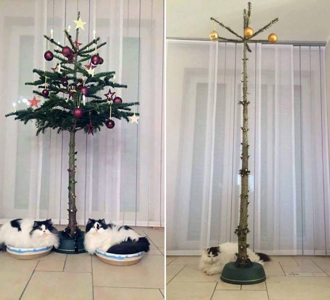 Bằng chứng mối hiềm khích giữa 'boss' mèo và cây thông Noel