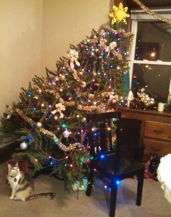 Bằng chứng mối hiềm khích giữa 'boss' mèo và cây thông Noel