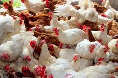 Nghệ An: Dịch cúm gia cầm tái phát, xã Diễn Trung tiêu hủy hơn 6 tấn gà