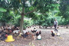 Bắc Giang xây dựng vùng an toàn dịch bệnh cúm gia cầm đối với gà ở Yên Thế