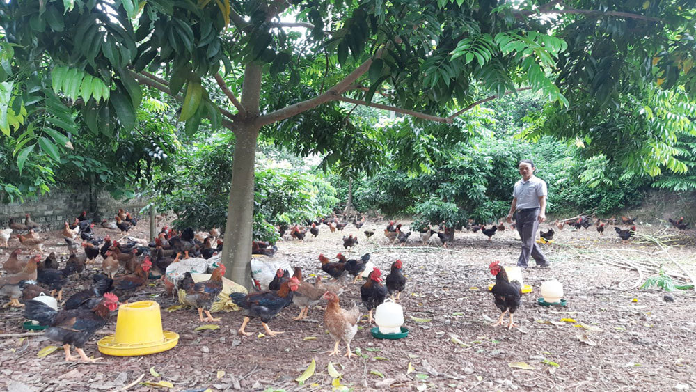 Bắc Giang xây dựng vùng an toàn dịch bệnh cúm gia cầm đối với gà ở Yên Thế