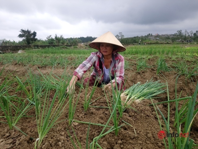 Vùng chuyên canh hành lá ở Thừa Thiên – Huế tan tác sau bão lũ, giống hiếm, nông dân chật vật khôi phục