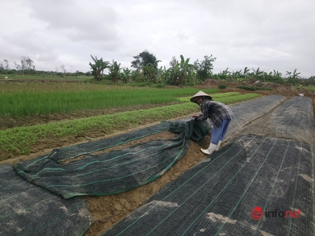 Vùng chuyên canh hành lá ở Thừa Thiên – Huế tan tác sau bão lũ, giống hiếm, nông dân chật vật khôi phục