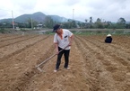 Thừa Thiên – Huế: Tập trung khắc phục sản xuất sau mưa lũ, không để lỡ mùa vụ