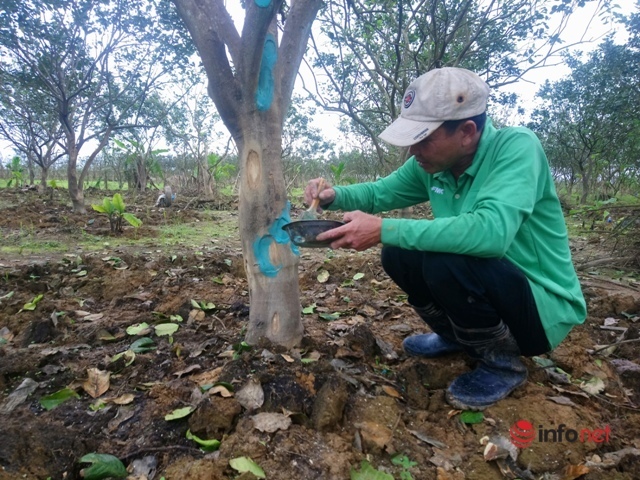 Huế: Nỗ lực cứu cây đặc sản Thanh Trà bị hư hại nặng sau mưa lũ