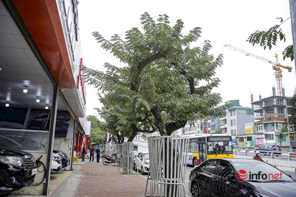 Hà Nội: Hàng cây sưa quý trên đường Nguyễn Văn Huyên héo khô không rõ nguyên nhân