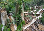 Vụ phá rừng ở Khu bảo tồn thiên nhiên Ea Sô: Lâm tặc biết lịch Giám đốc đi bắt gỗ?