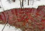 Nguyên nhân gì khiến ‘dòng sông máu’ xuất hiện ở Nga?