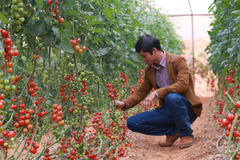 Nông dân Hà Nam tăng diện tích trồng rau sạch trong nhà lưới