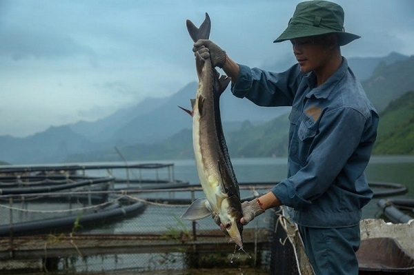 Giảm tỷ lệ hộ nghèo nhờ mô hình nuôi cá tầm